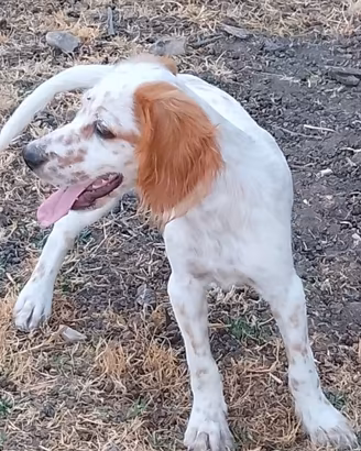 Setter inglese