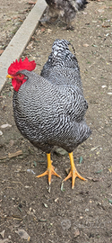 Gallo AMROK splendido esemplare da riproduzione