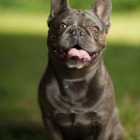 Bulldog Francese