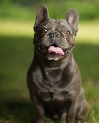 Bulldog Francese