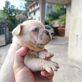 Bulldog Francese