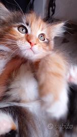 Maine Coon con Pedegree