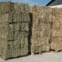 Ballette foraggi per cavalli