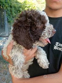 Lagotti cuccioli Pedigree avviati sul tartufo
