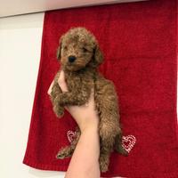 Cucciolo barboncino Minitoy