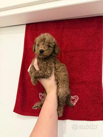 Cucciolo barboncino Minitoy