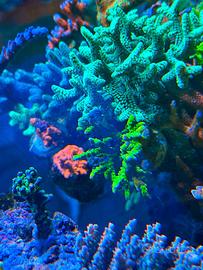 Talea a Anacropora forbesi