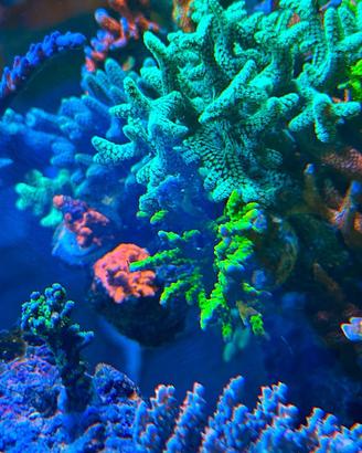 Talea a Anacropora forbesi