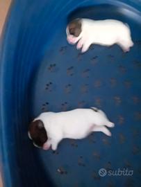 Jack Russell broken