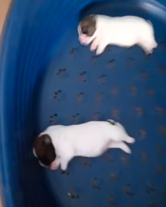 Jack Russell broken