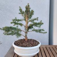 Bonsai di abete del Canada, stile chokkan
