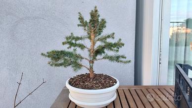 Bonsai di abete del Canada, stile chokkan