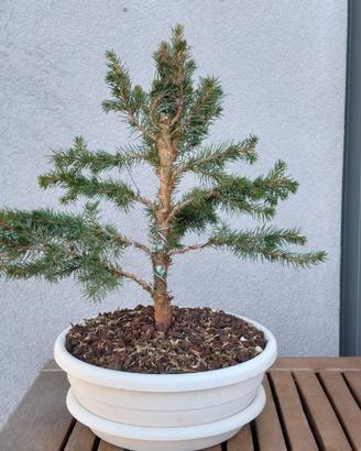 Bonsai di abete del Canada, stile chokkan
