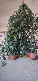 Hoya carnosa