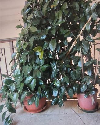 Hoya carnosa