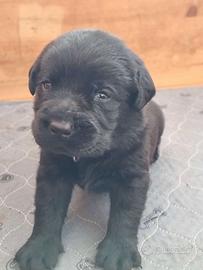 Labrador maschi