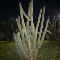 Cactus gigante