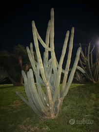 Cactus gigante