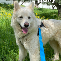 Holly cagnolino in adozione