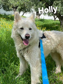 Holly cagnolino in adozione