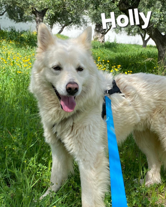 Holly cagnolino in adozione