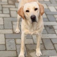 Labrador