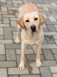 Labrador