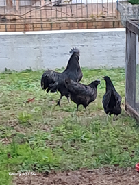 Cemani pulcini