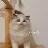 Ragdoll maschio riproduzione