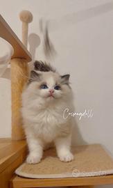 Ragdoll maschio riproduzione