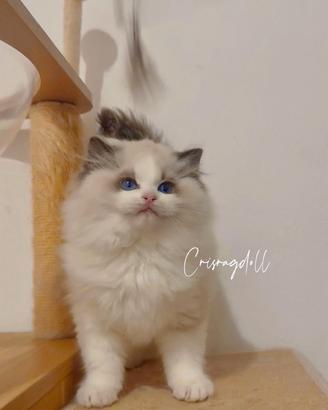 Ragdoll maschio riproduzione