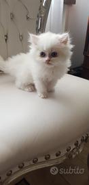 Scottish femminuccia