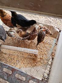 Galline