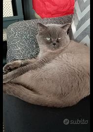 Gattini British short tair puri blu