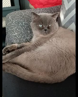 Gattini British short tair puri blu