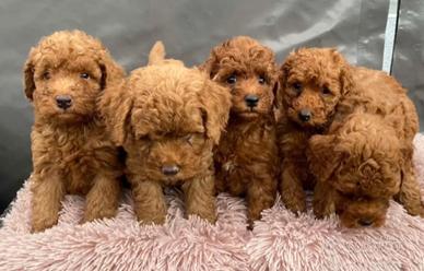 Cuccioli barboncini subito disponibili