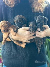 Barboncini toy piccoli