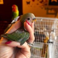 Inseparabili allevati a mano