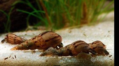 Lumaca Melanoides , Asolene Spixi, Ampullaria