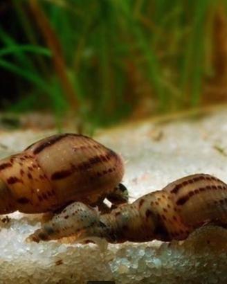 Lumaca Melanoides , Asolene Spixi, Ampullaria