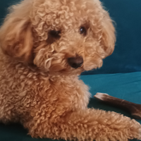 Barboncino nano per accoppiamento