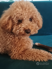 Barboncino nano per accoppiamento