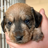 Cucciolo Bassotto a pelo duro
