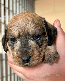 Cucciolo Bassotto a pelo duro