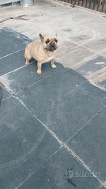 Bulldog francese
