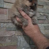 Spitz pomerania nano, mamma con pedigree