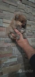 Spitz pomerania nano, mamma con pedigree