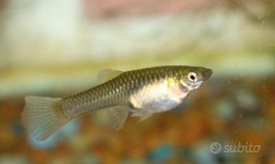 Endler maschi e femmine