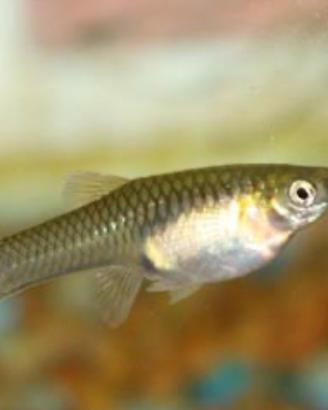 Endler maschi e femmine