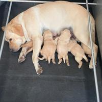 cassa parto per cuccioli di cane